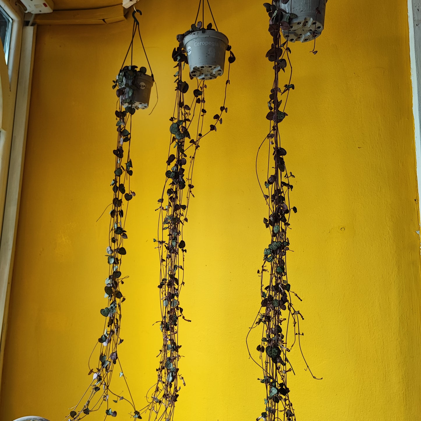 String of Hearts Hanging Long