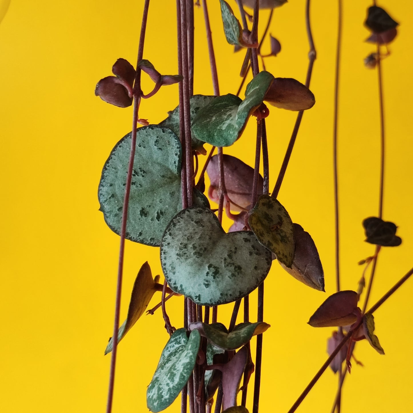 String of Hearts Hanging Long
