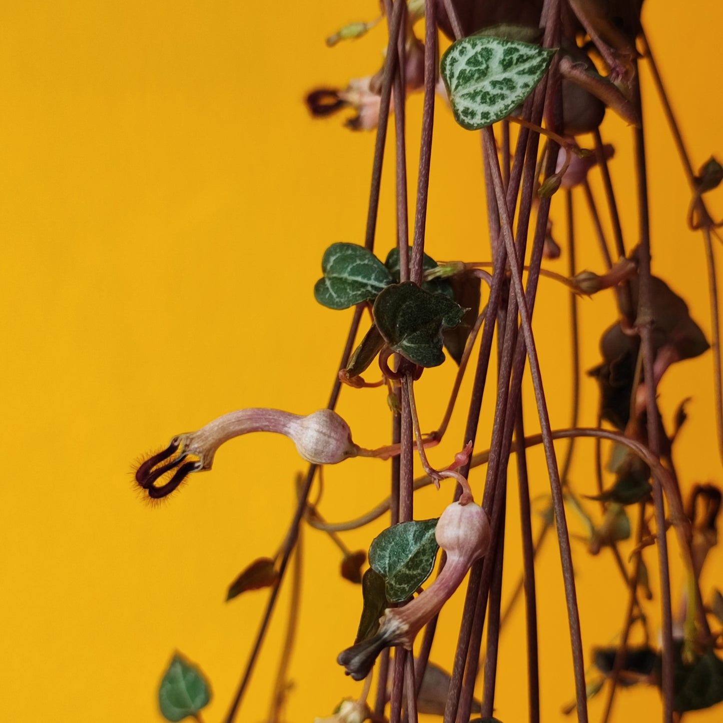 String of Hearts Hanging Long