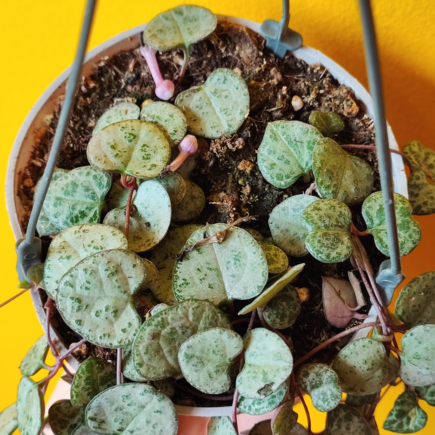 String of Hearts Hanging Long