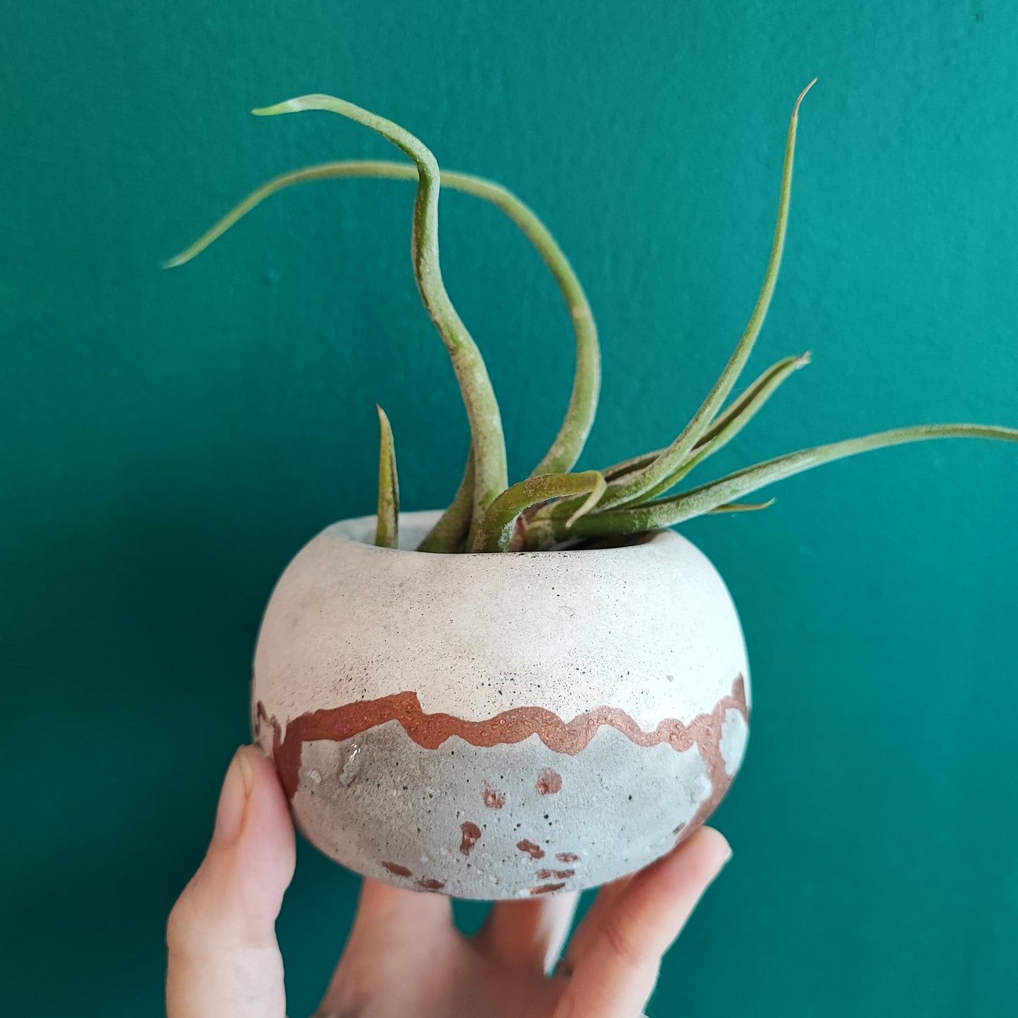 Airplant + Pot