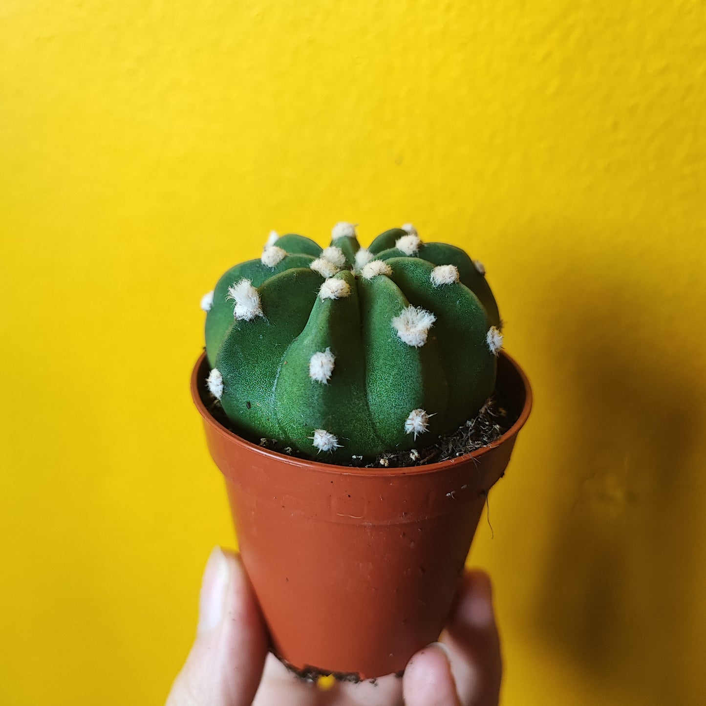 Easter Lily Cactus