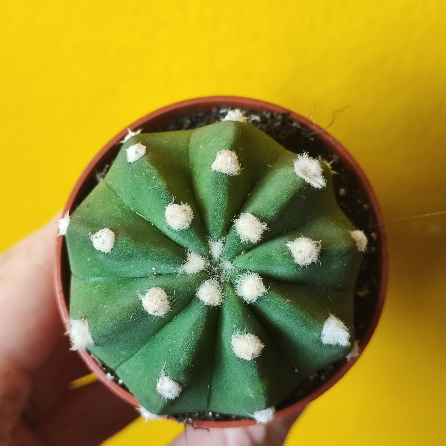 Easter Lily Cactus