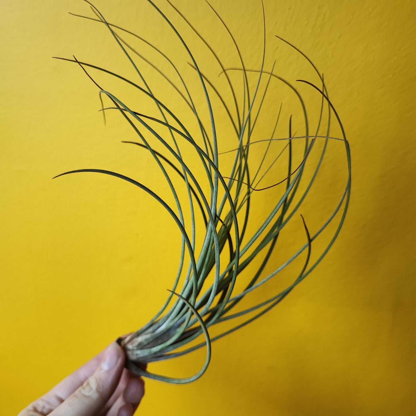 Airplants