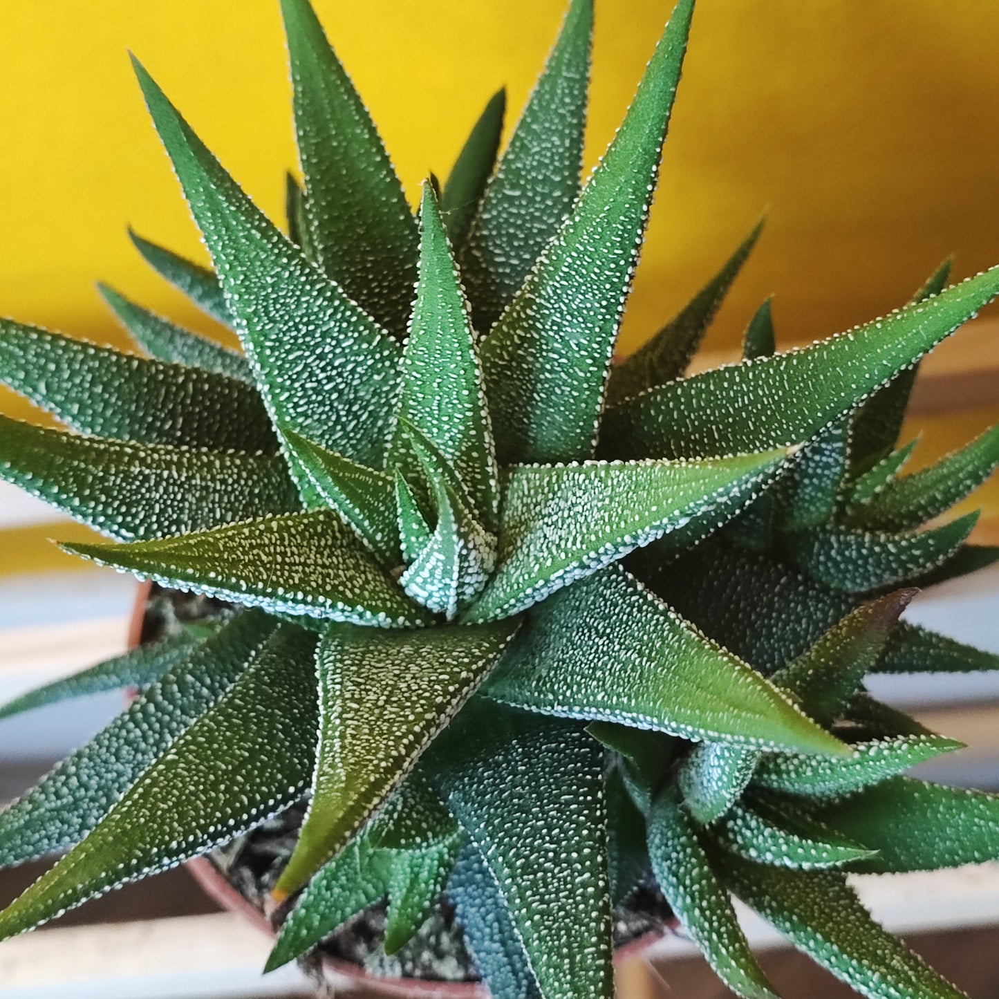Galaxy Zebra Cactus