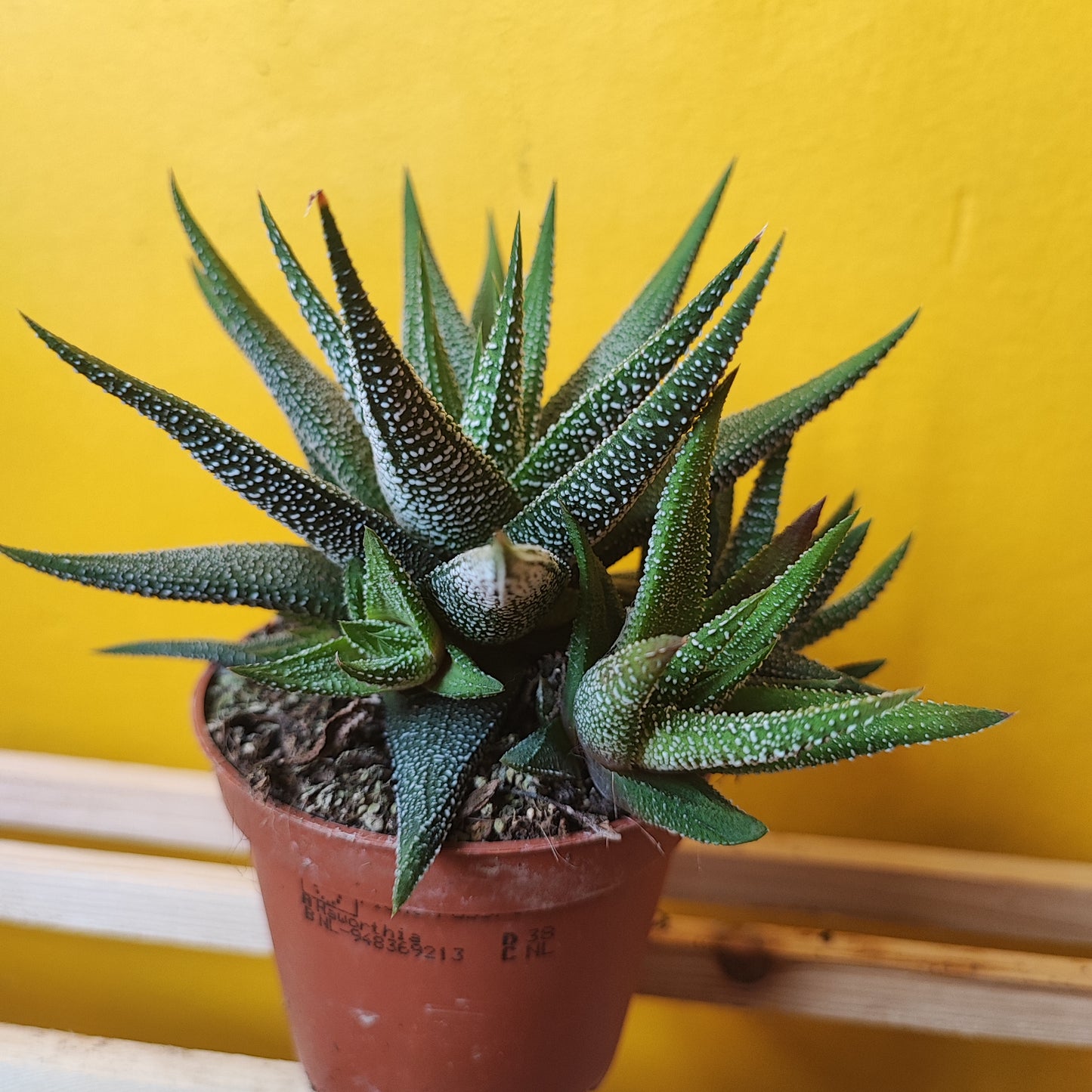 Galaxy Zebra Cactus