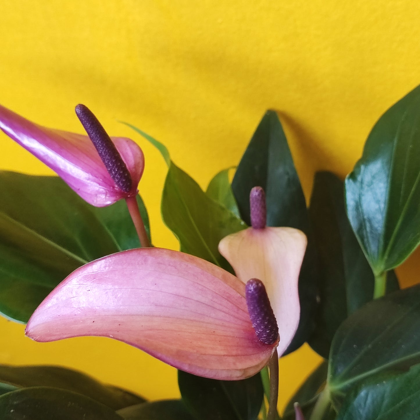 Flamingo Flower Zizou - Large