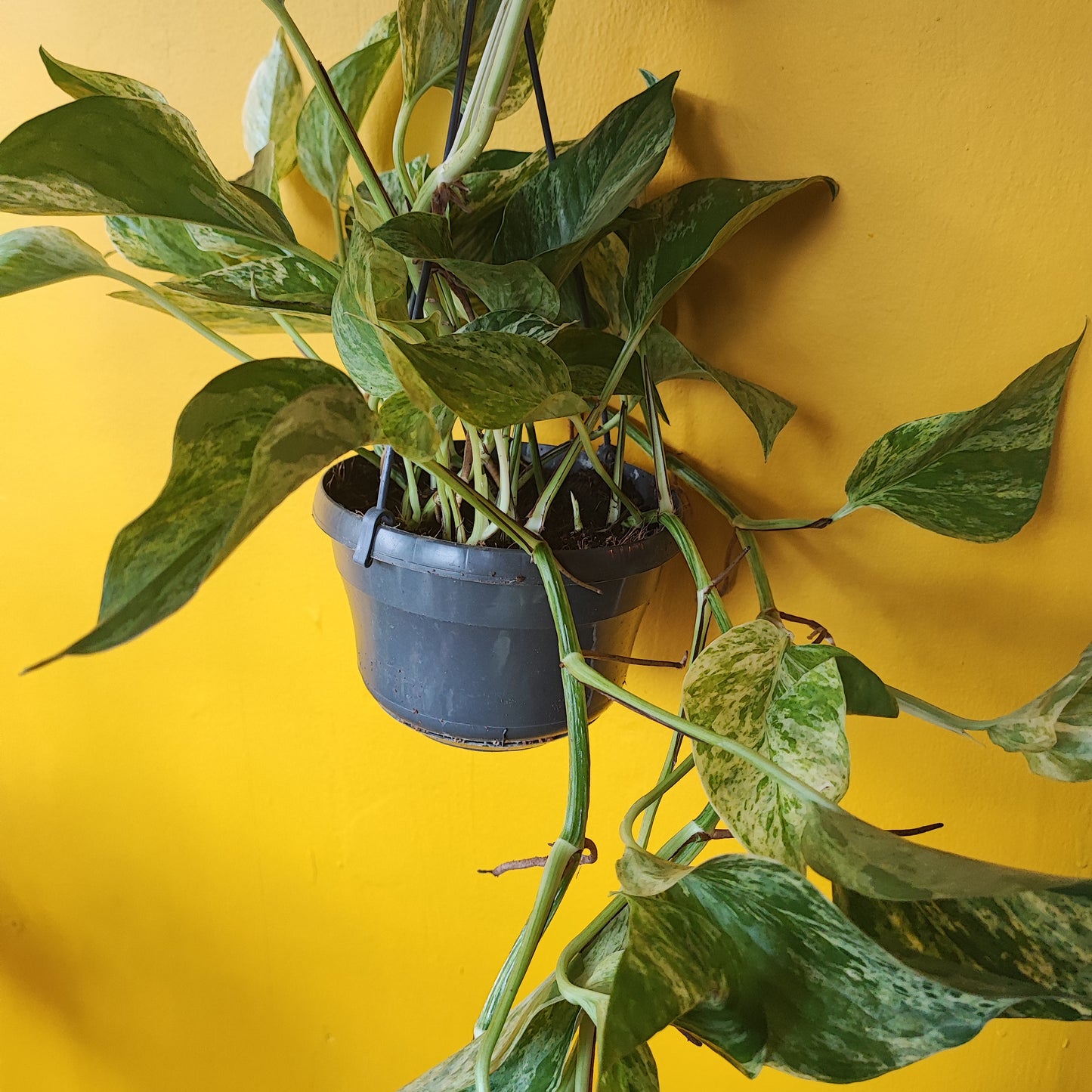 Pothos Rare Marble Queen Hanging