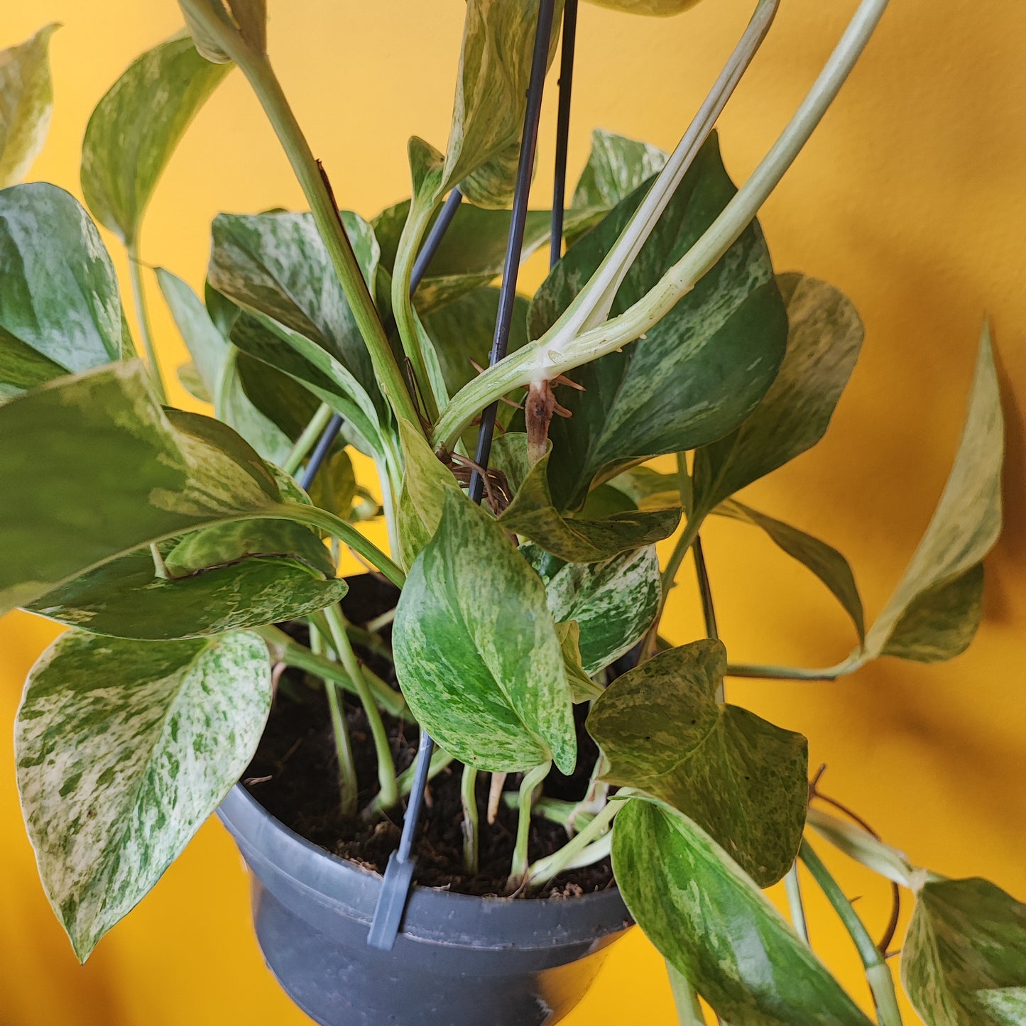 Pothos Rare Marble Queen Hanging
