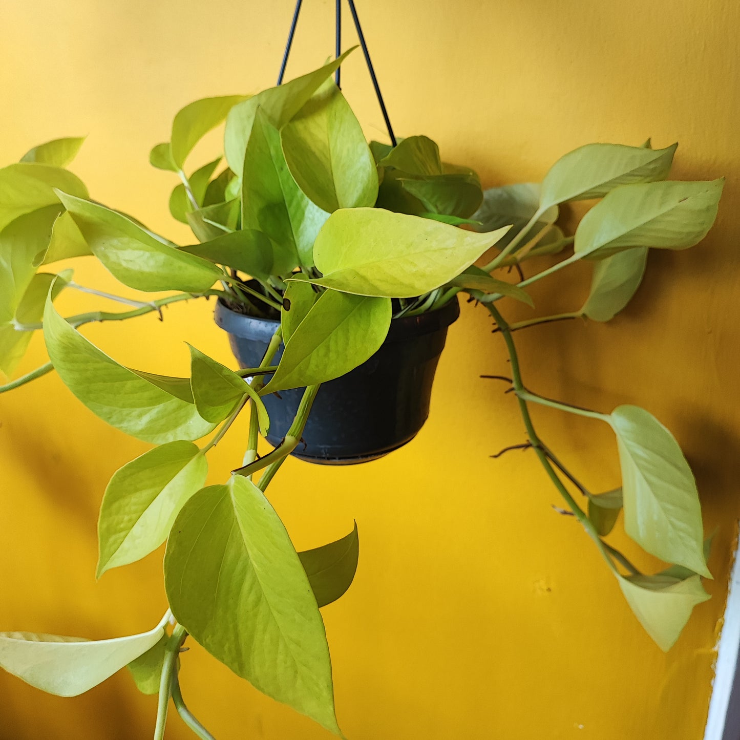 Pothos Neon Lime - Large
