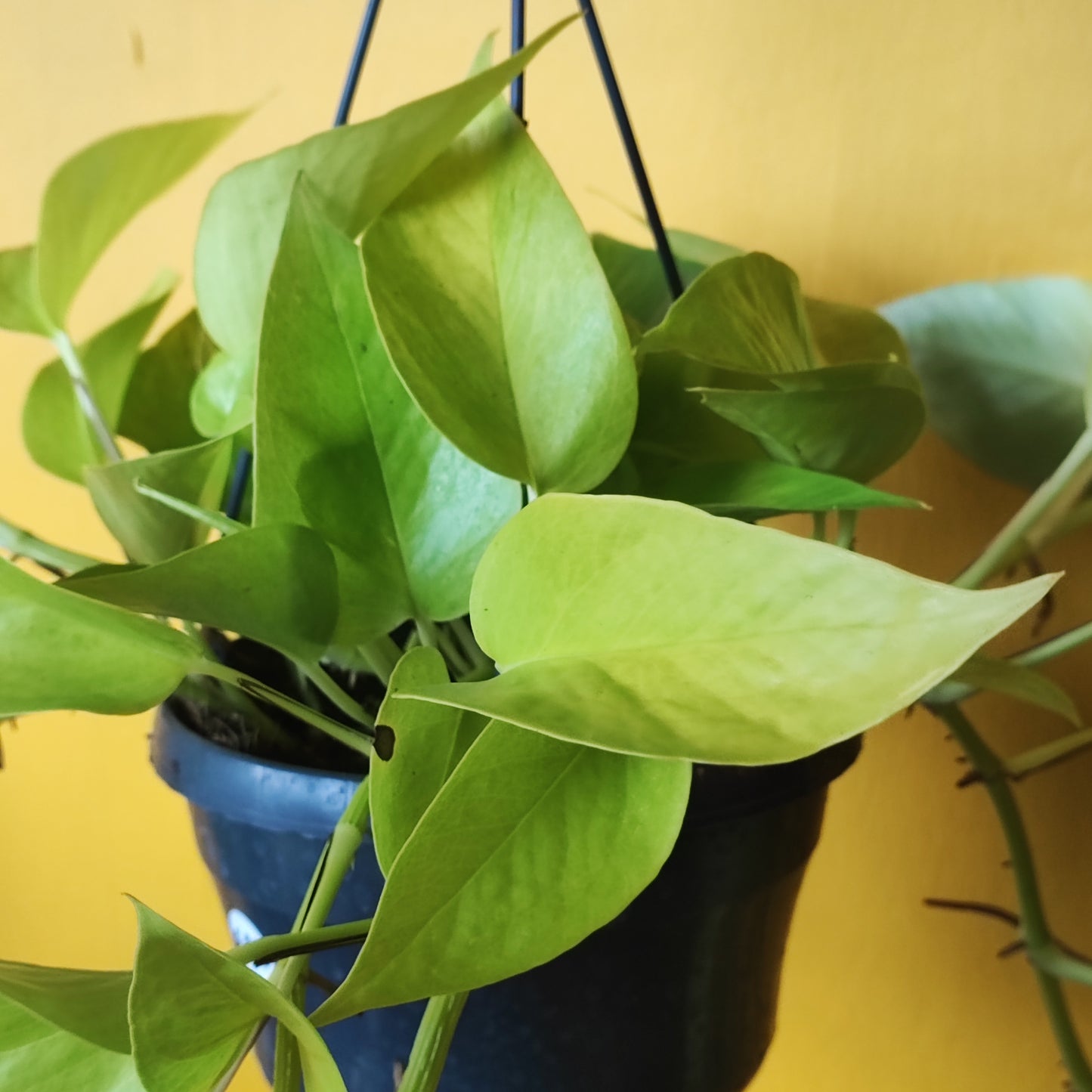 Pothos Neon Lime - Large