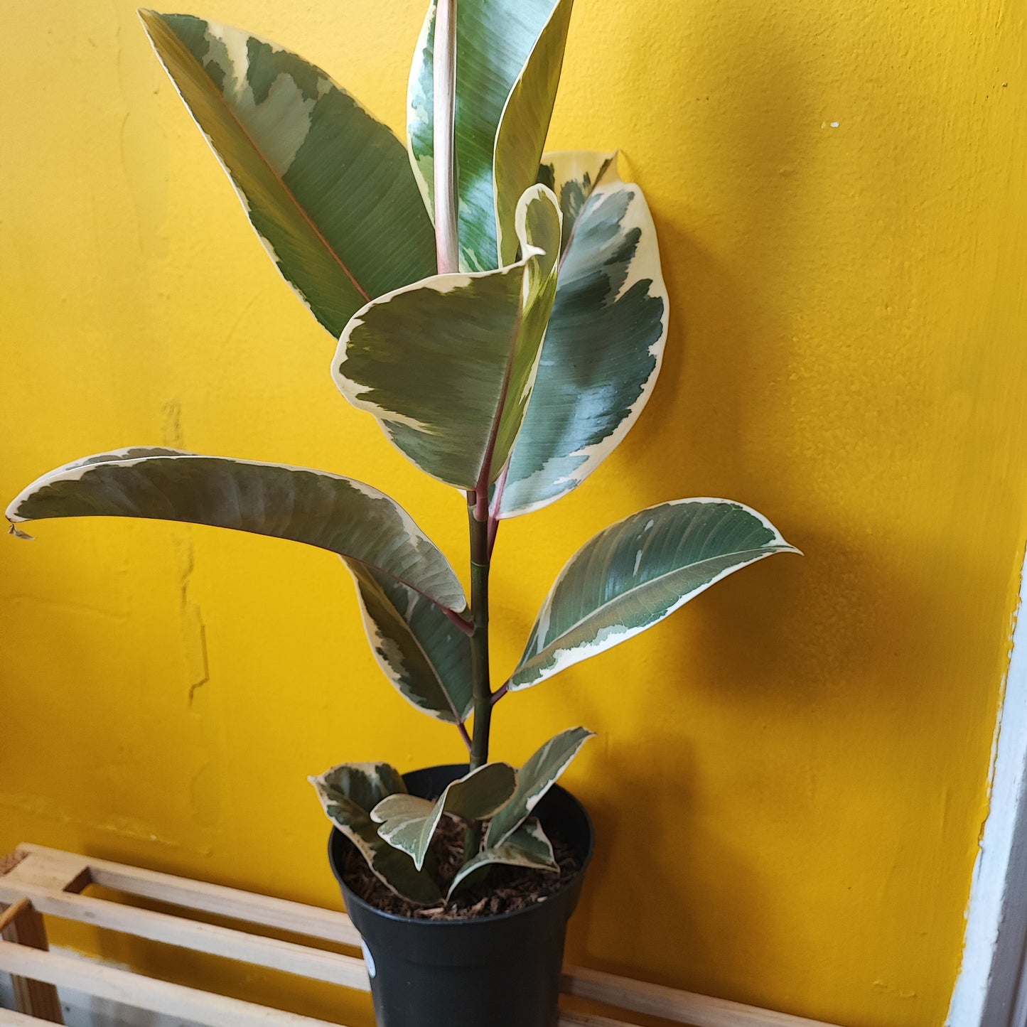 Rubber Trees Variegated
