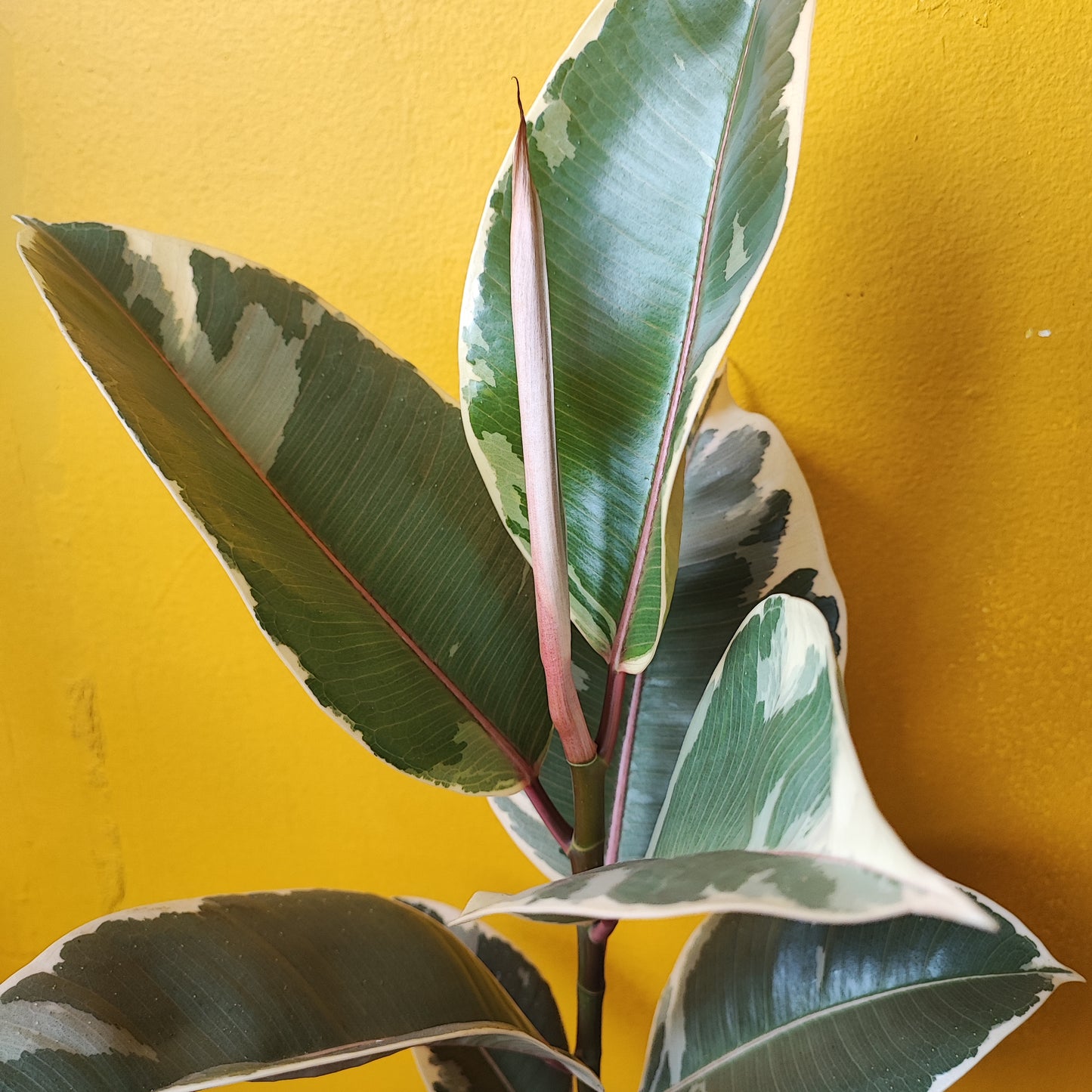 Rubber Trees Variegated