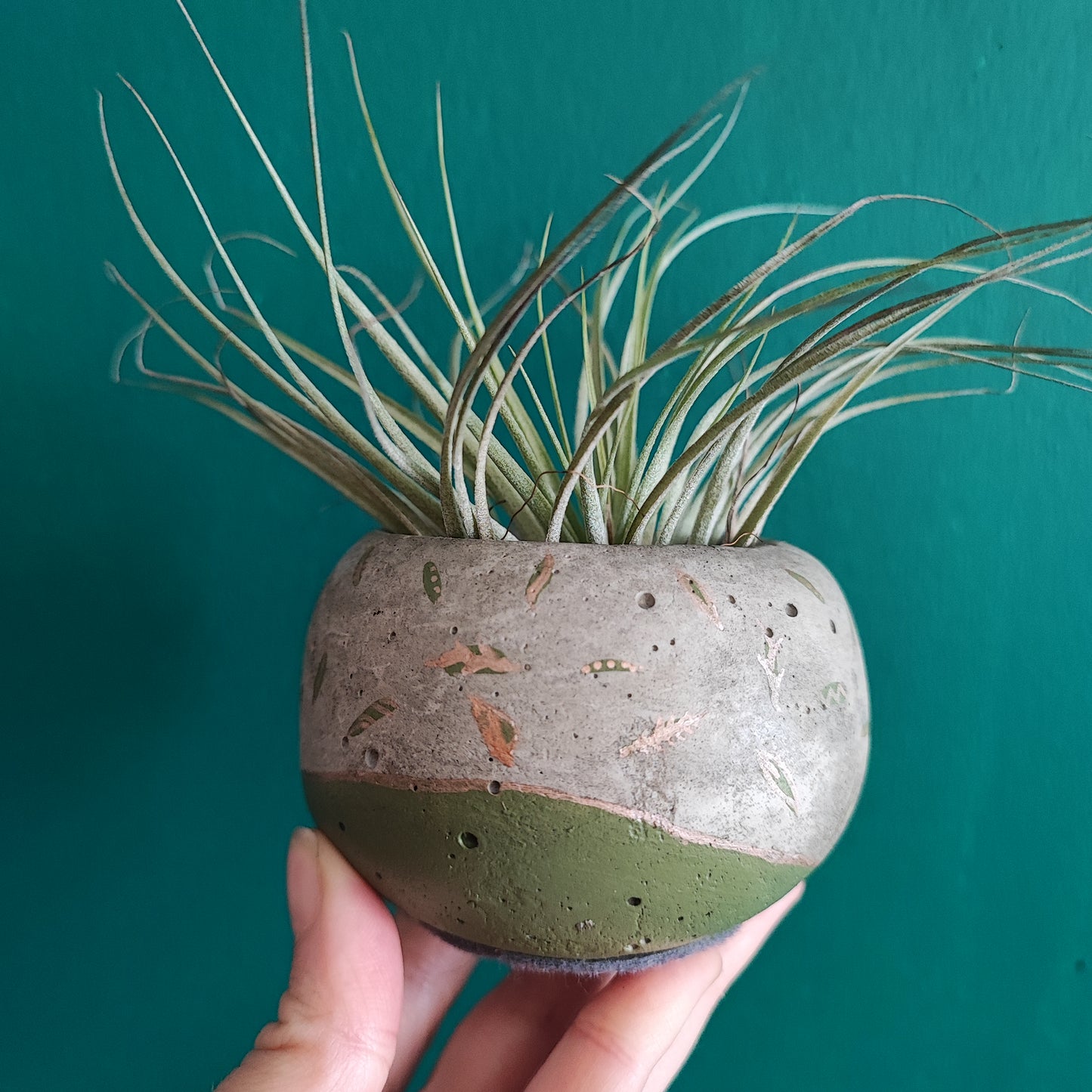 Airplant + Pot