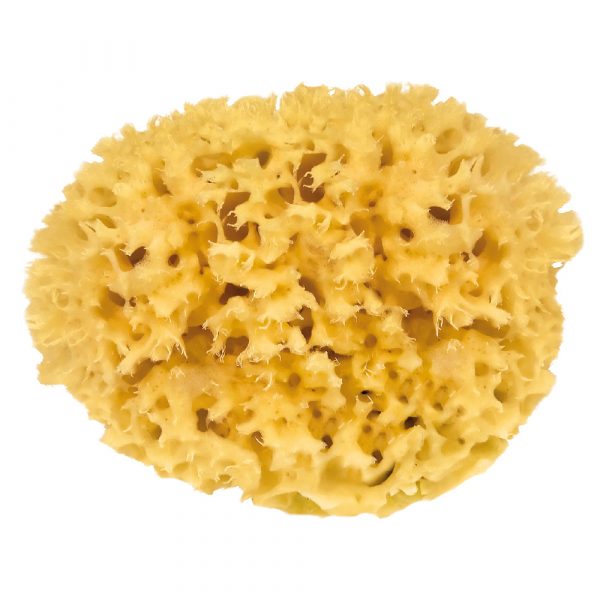 Natural Sponge (2)