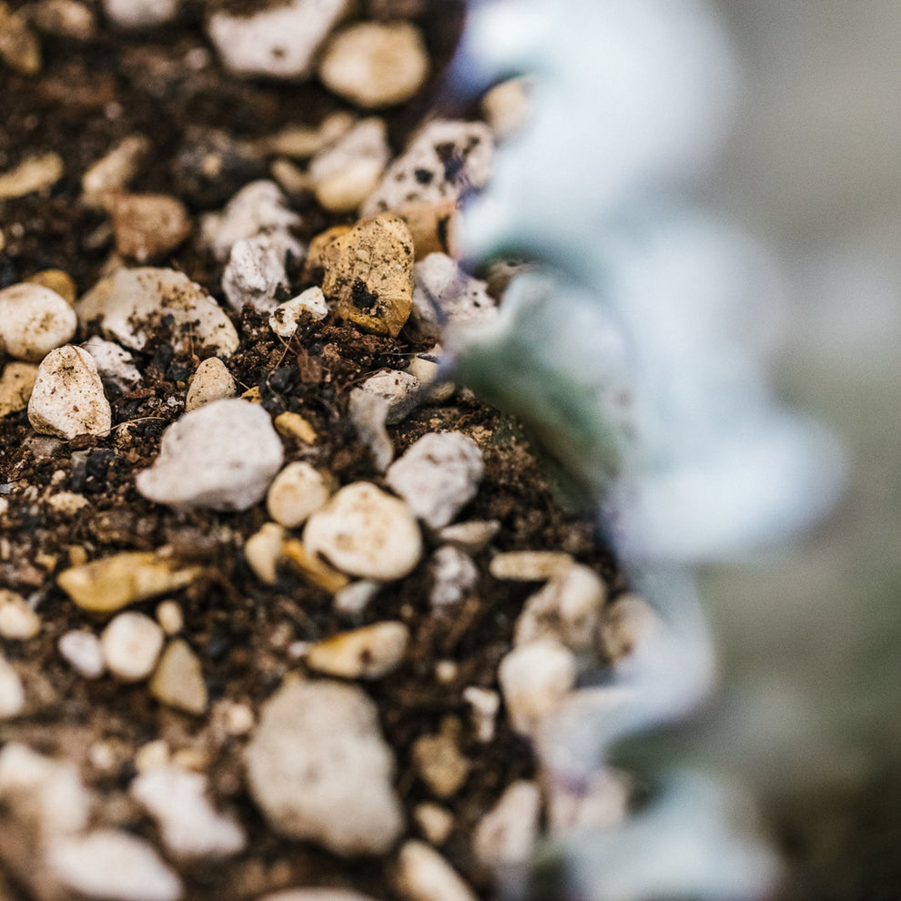 Soil Mix Cacti and Succulents