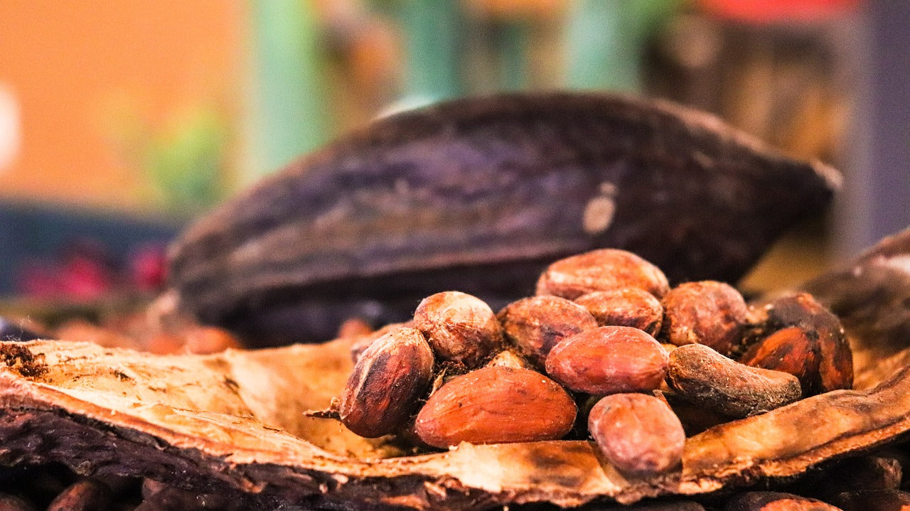cacao close up for helth benefits blurry background