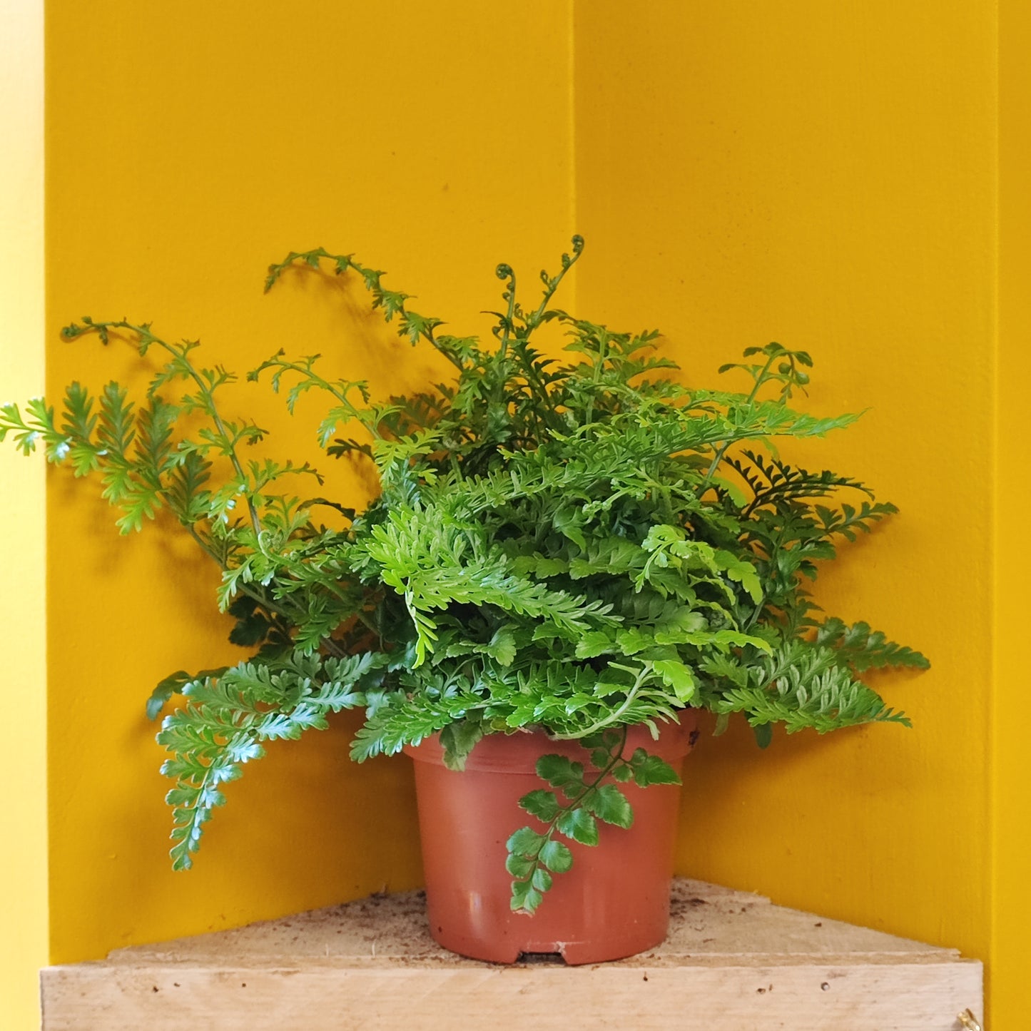 Mother Fern