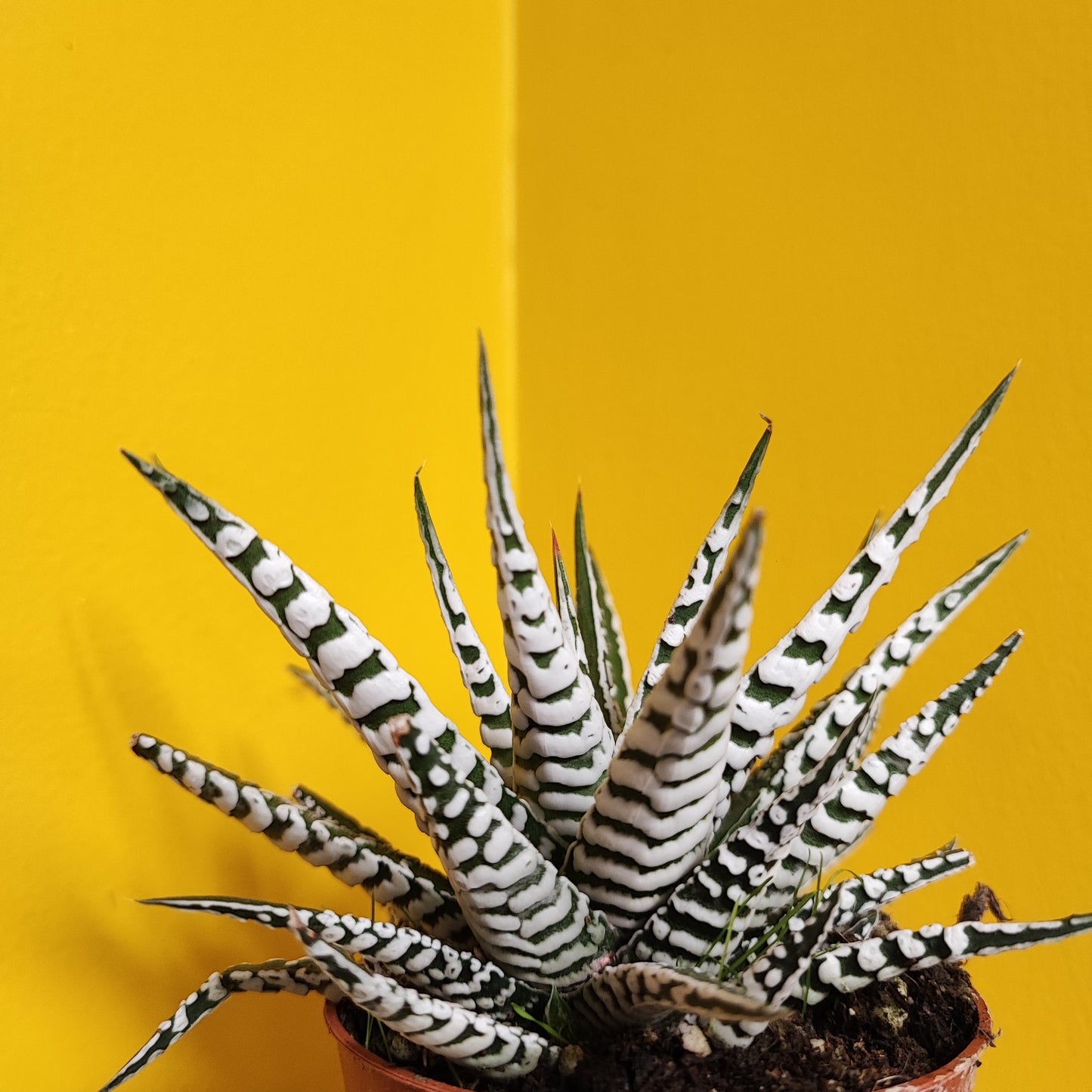 Zebra Cactus - medium