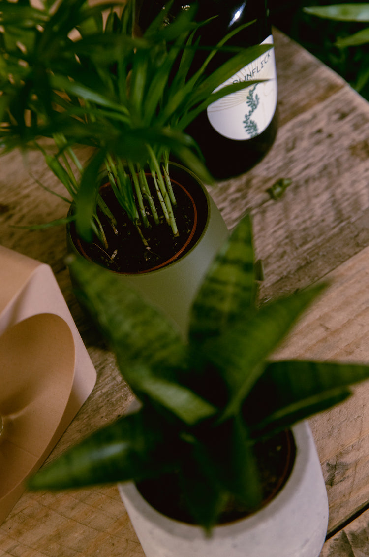 houseplant greenery pot wooden table