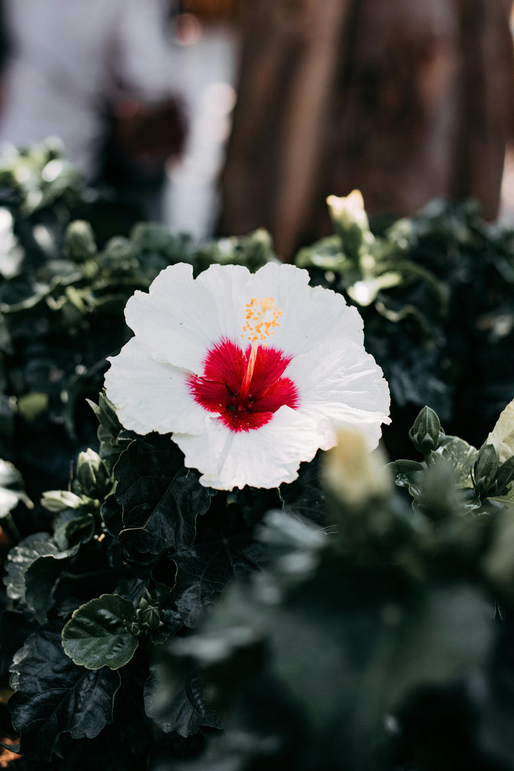 Flowering Plants