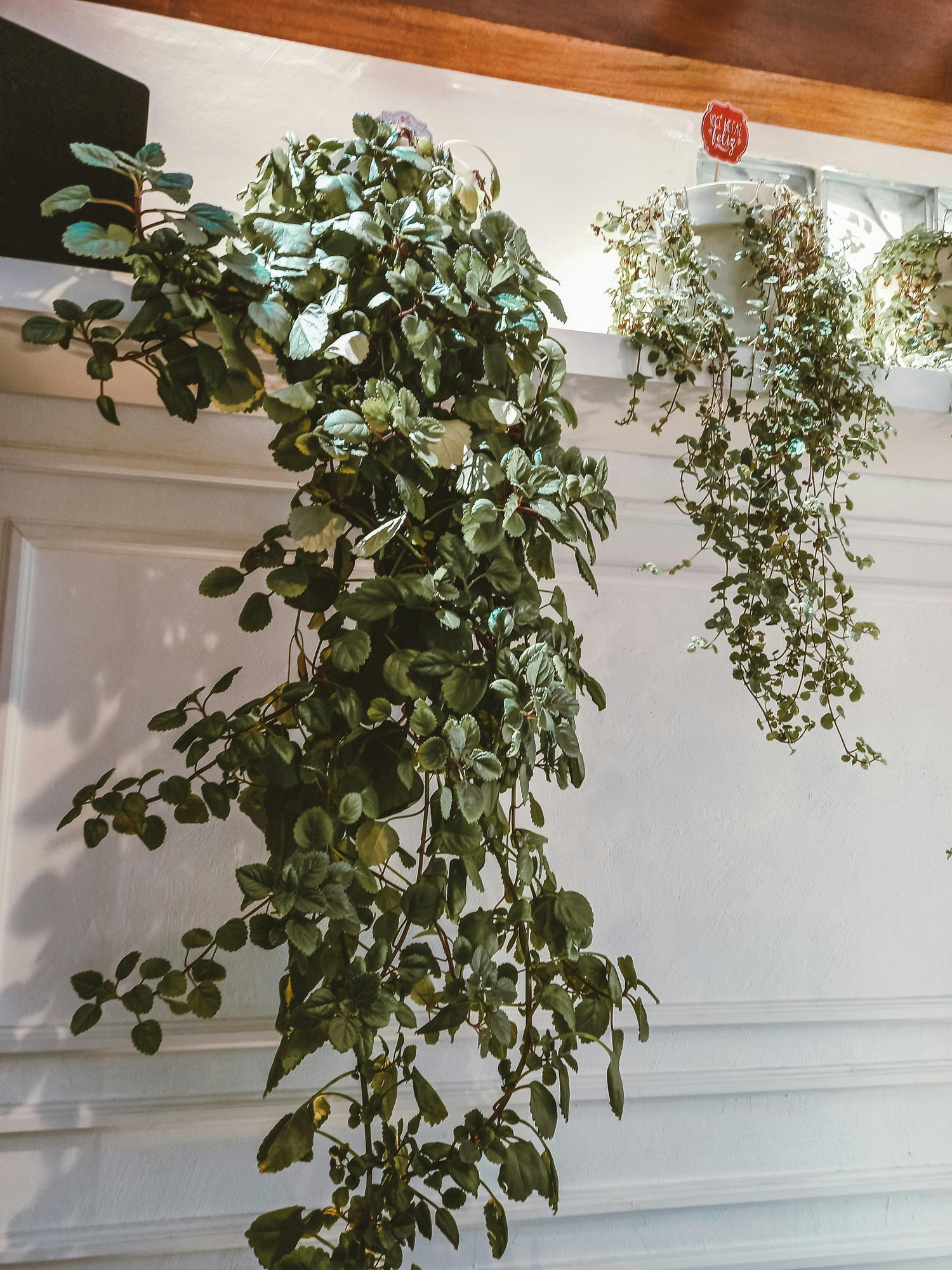 Hanging/Trailing Plants