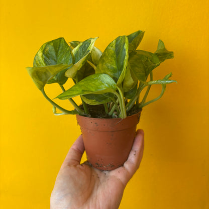 Pothos 'Lemon Joy' - Medium