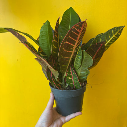 Croton 'Petra' - Medium