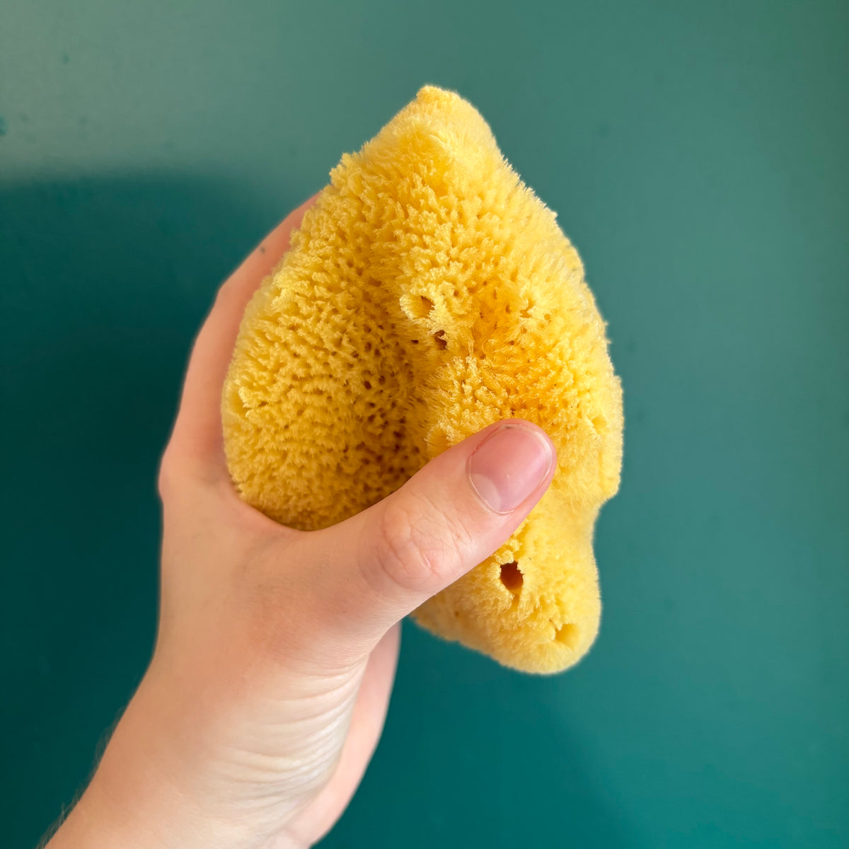 Sea Sponges - Regular/Silk