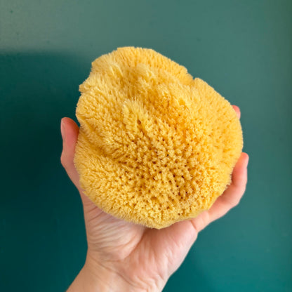Sea Sponges - Regular/Silk