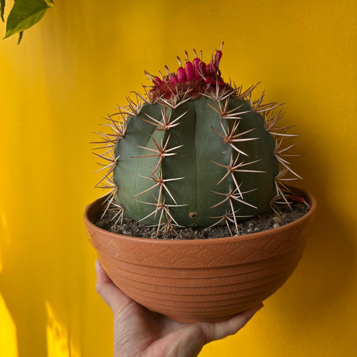 Cactus Melocactus 'Turks Cap' XL