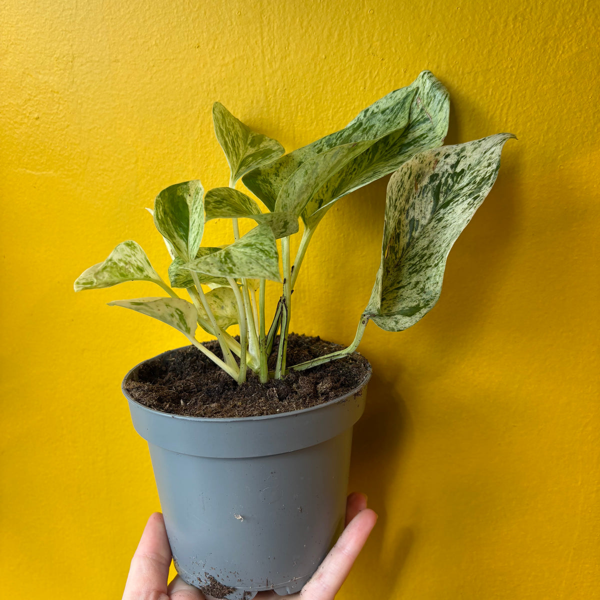 Pothos `Snow Leopard` - Small