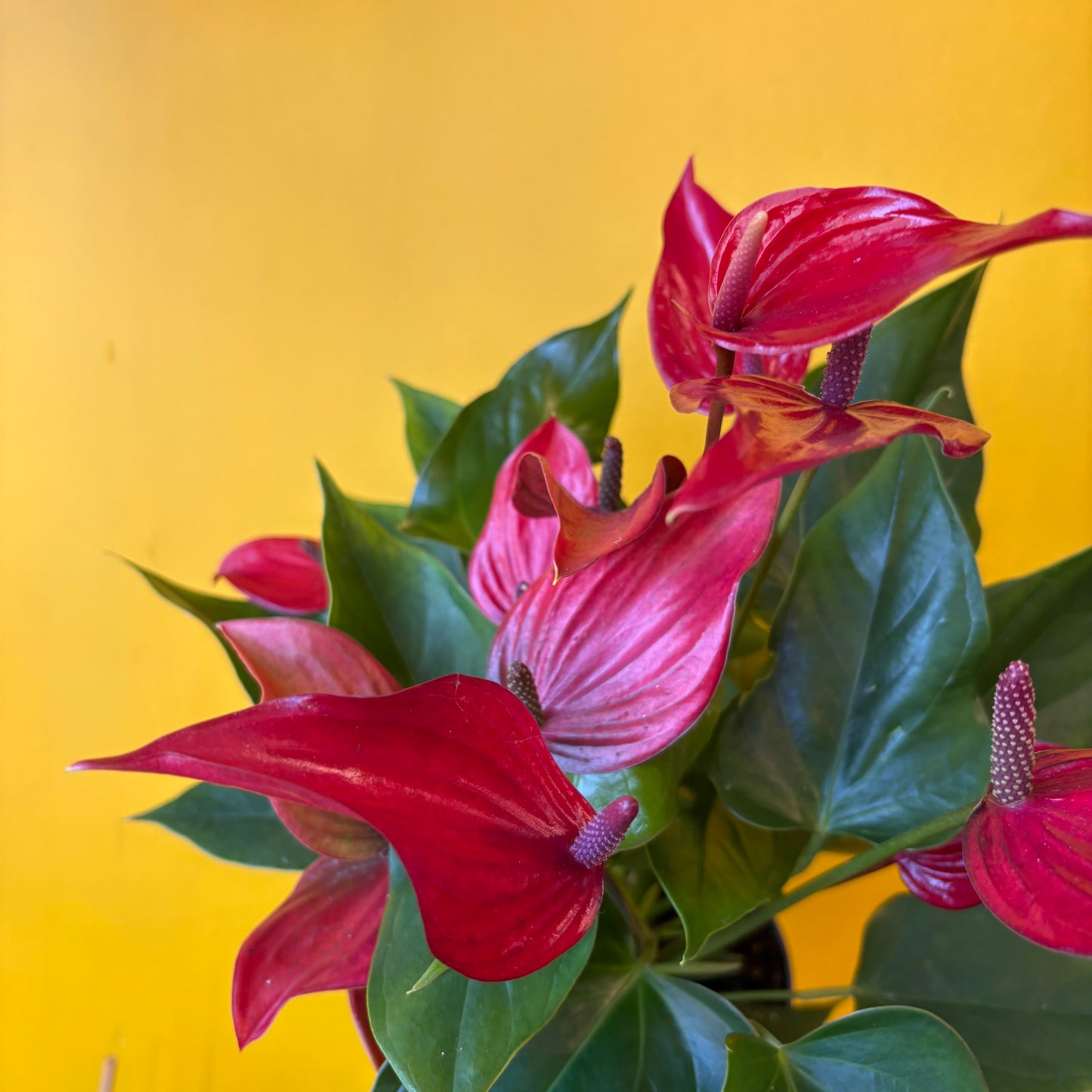 Flamingo Flower `Banderola Lava` - Medium