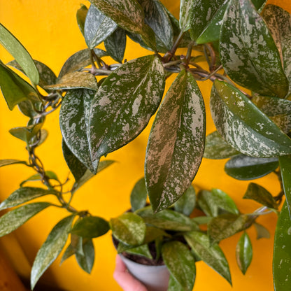 Hoya carnosa 'Silverspots' - Medium