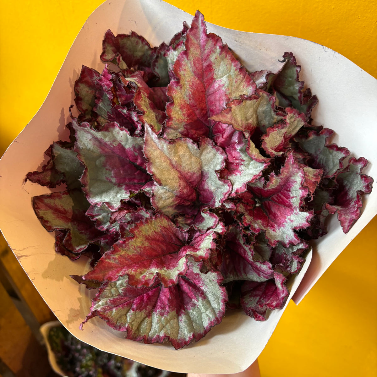 Begonia Rexs' - Large