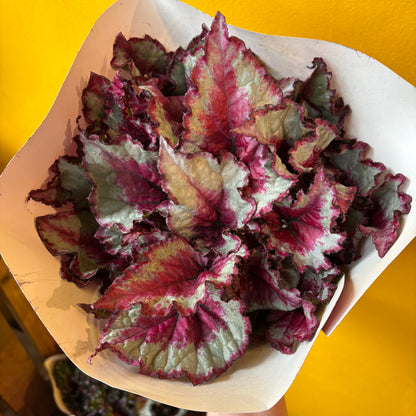 Begonia Rexs' - Large