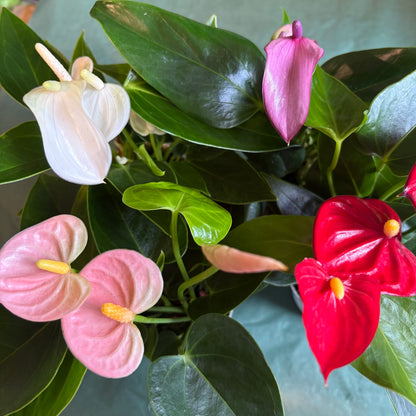 Flamingo Flowers- Mini