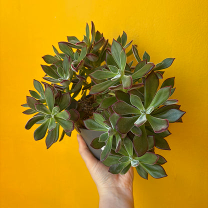 Echeveria pulvinata `Devotion`