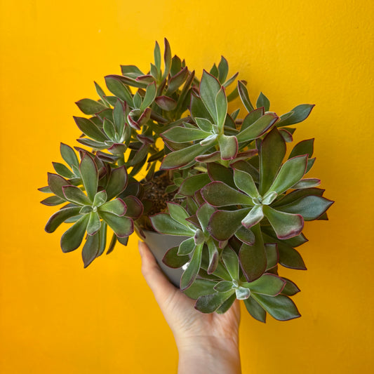 Echeveria pulvinata `Devotion`