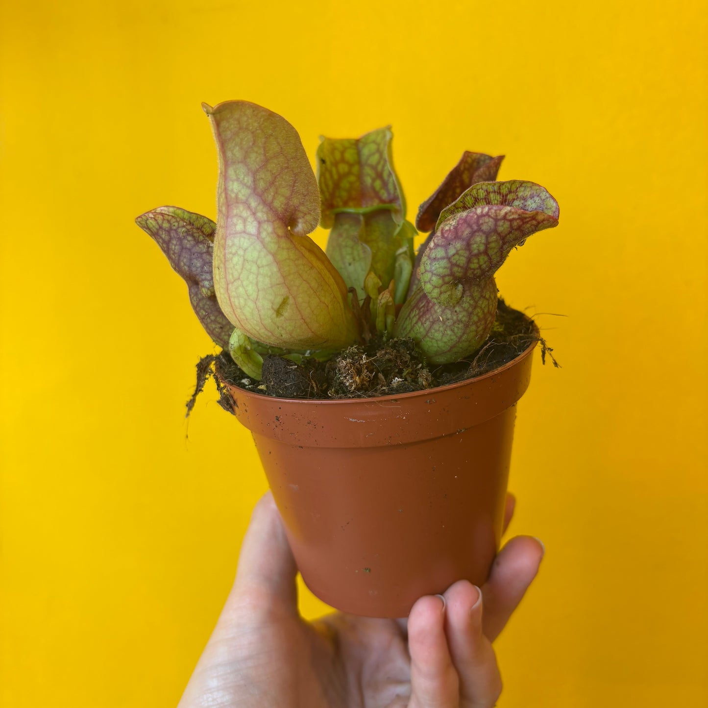 Carnivorous Pitcher Plant `Sylwia`- Small