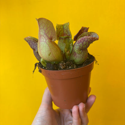 Carnivorous Pitcher Plant `Sylwia`- Small