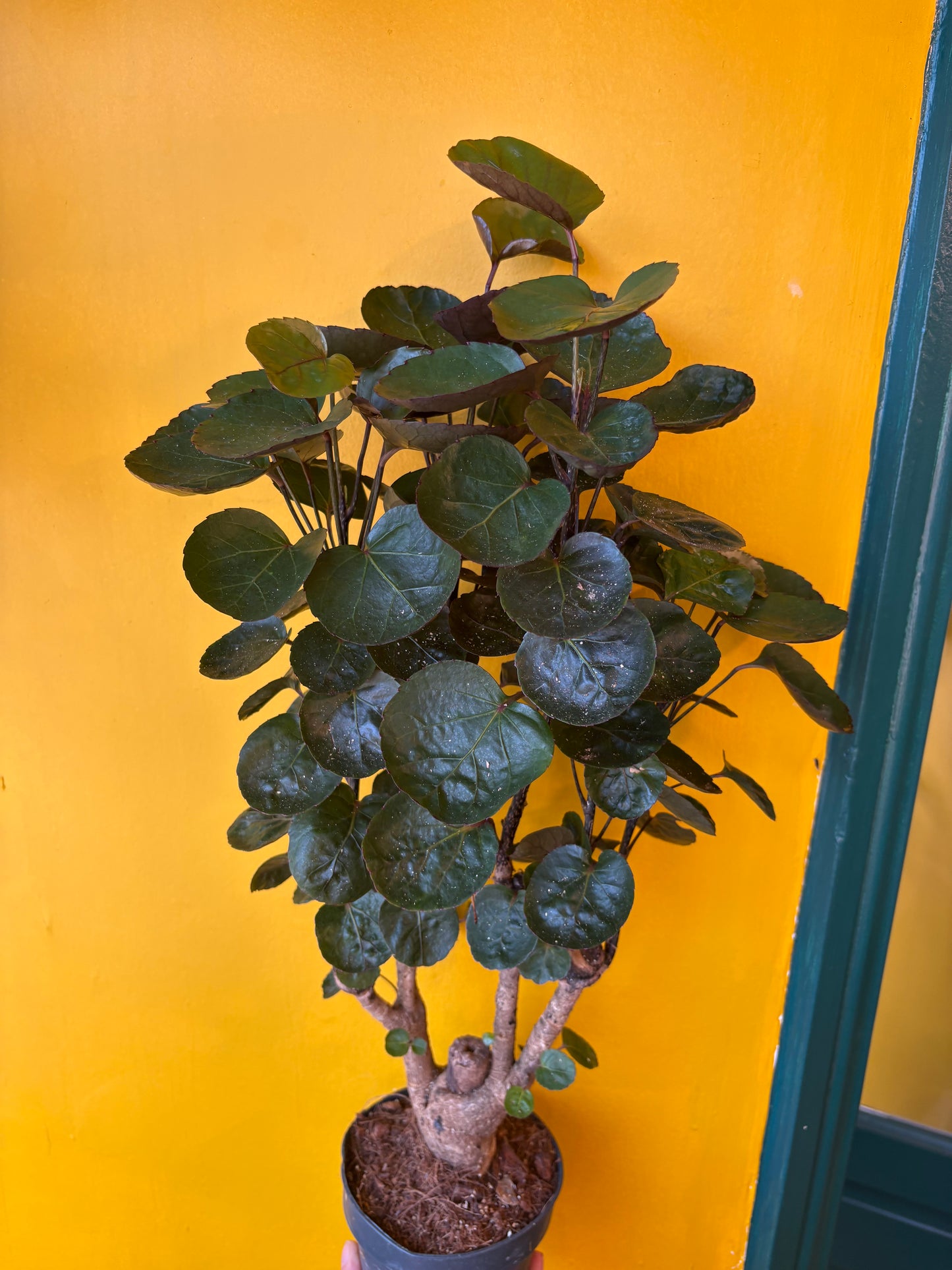 Dinner Plate Aralia Tree - Medium