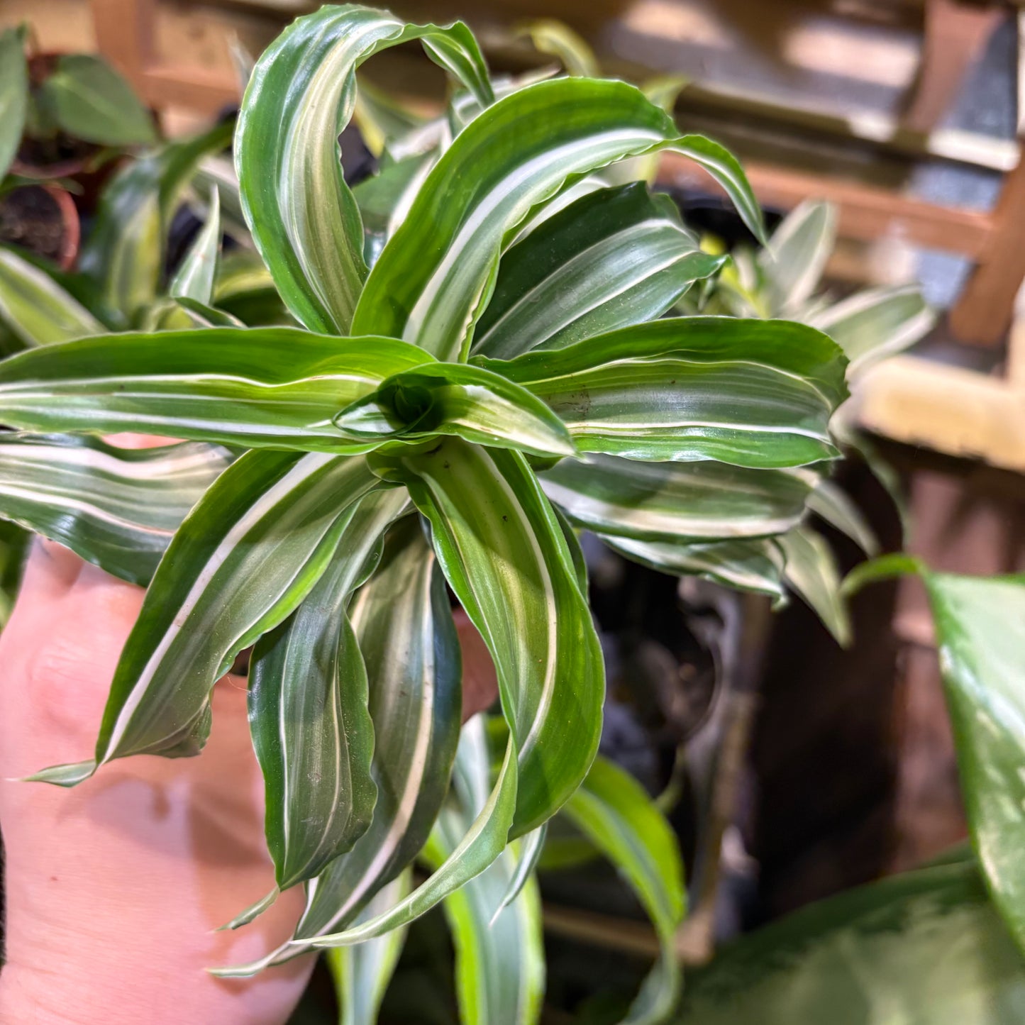 Dragon Plant - Babies