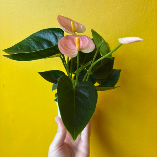 Flamingo Flowers- Mini