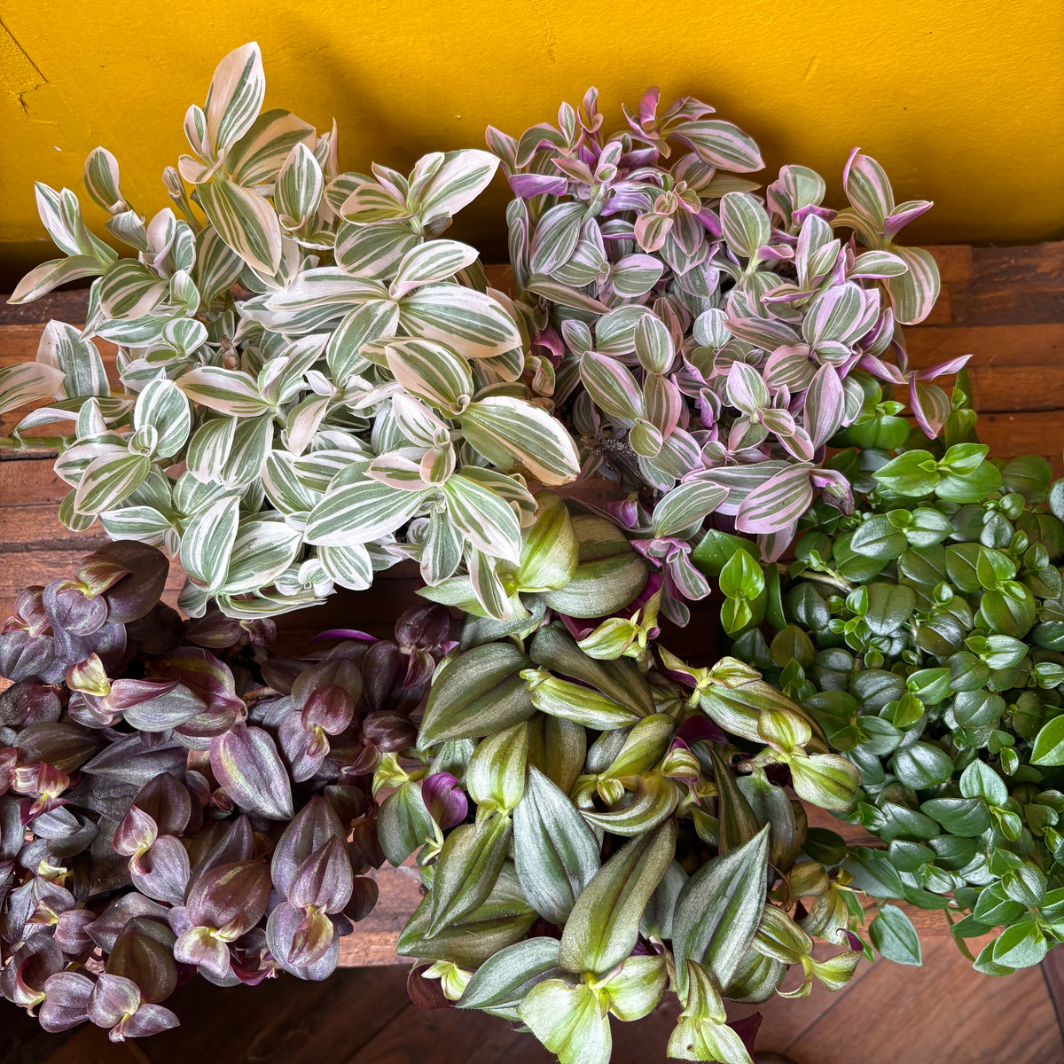 Spiderworts (Tradescantia)