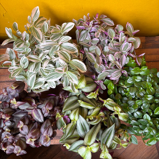Spiderworts (Tradescantia)