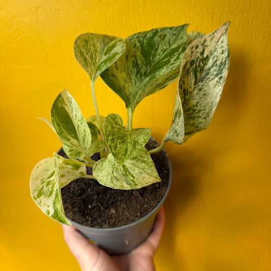 Pothos `Snow Leopard` - Small