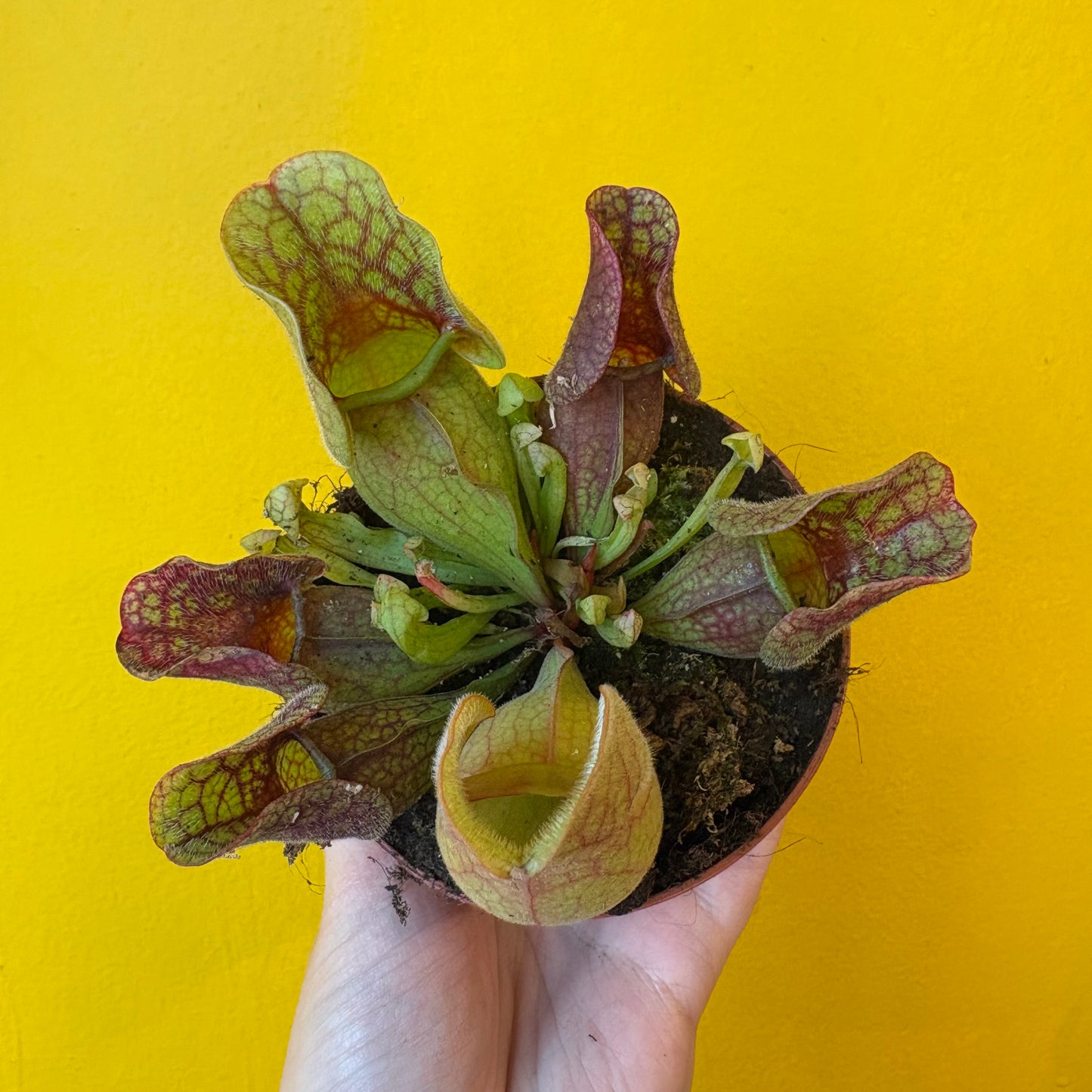 Carnivorous Pitcher Plant `Sylwia`- Small