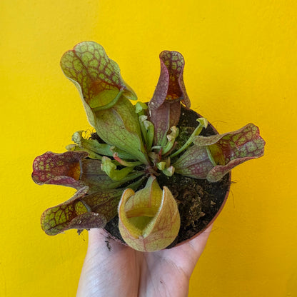 Carnivorous Pitcher Plant `Sylwia`- Small