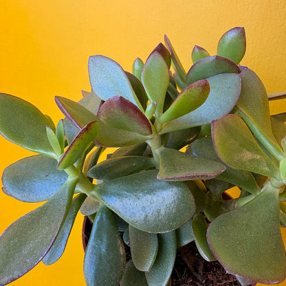 Money Plant `Minova Magic` - Medium